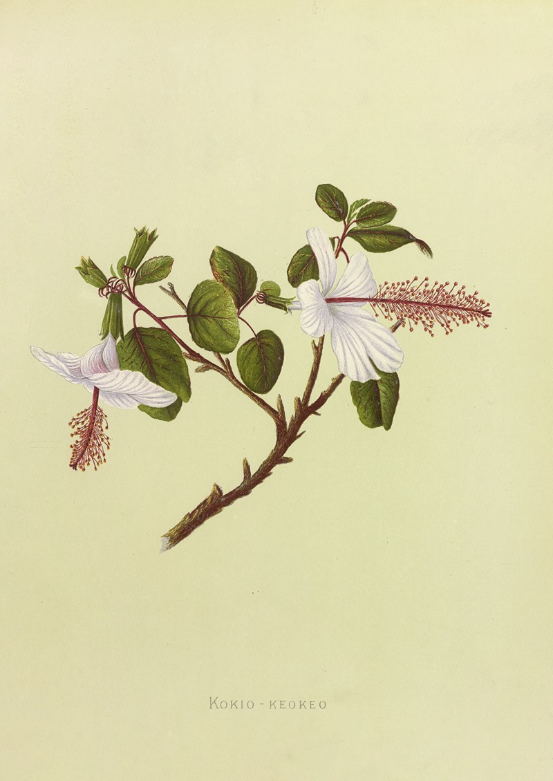 Kokio-Keokeo by Isabella McHutcheson Sinclair, 1885 — digital art print download