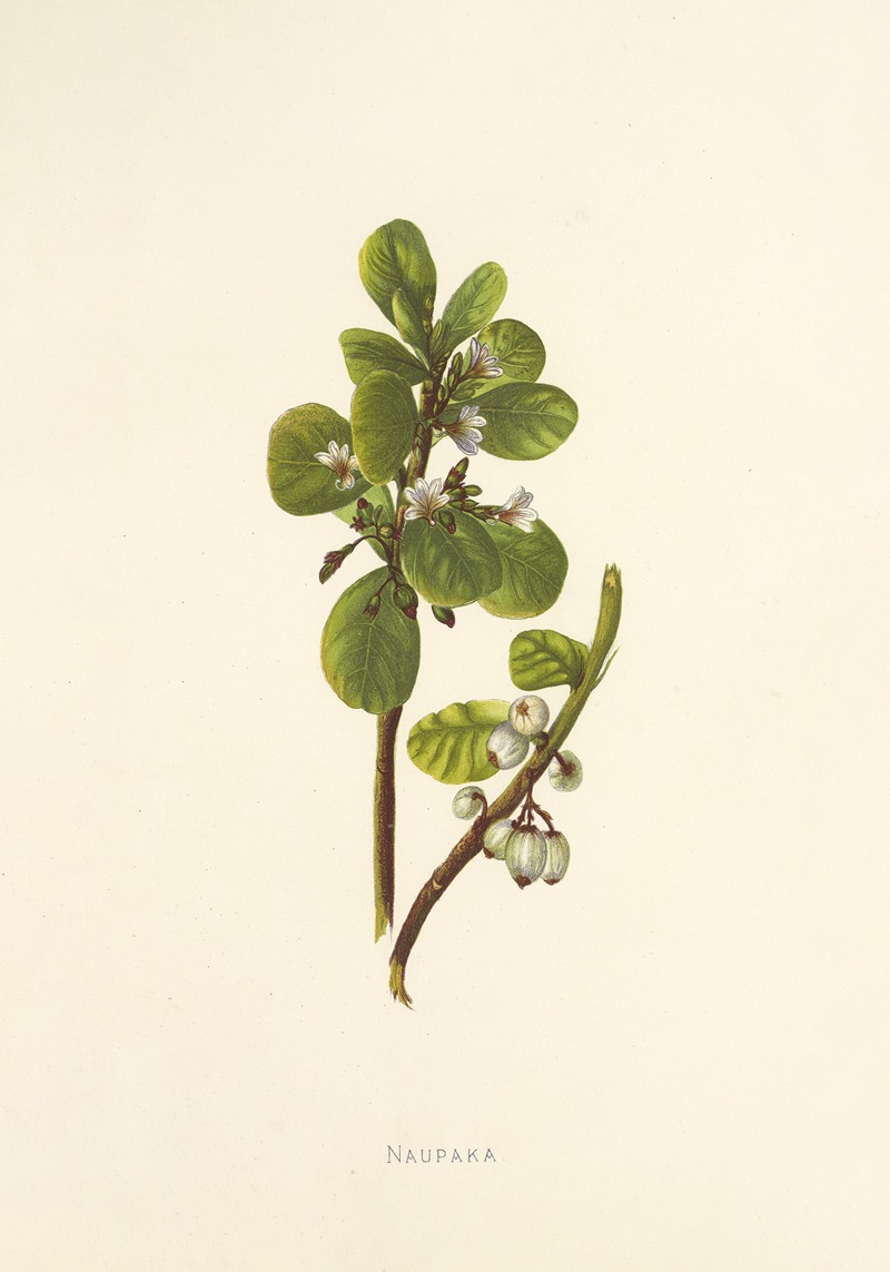 Naupaka by Isabella McHutcheson Sinclair, 1885 — digital art print download