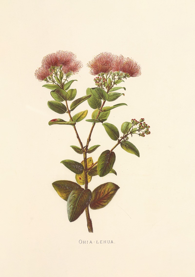 Ohia-Lehua by Isabella McHutcheson Sinclair, 1885 — digital art print download