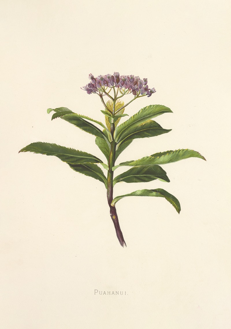 Poahanui by Isabella McHutcheson Sinclair, 1885 — digital art print download