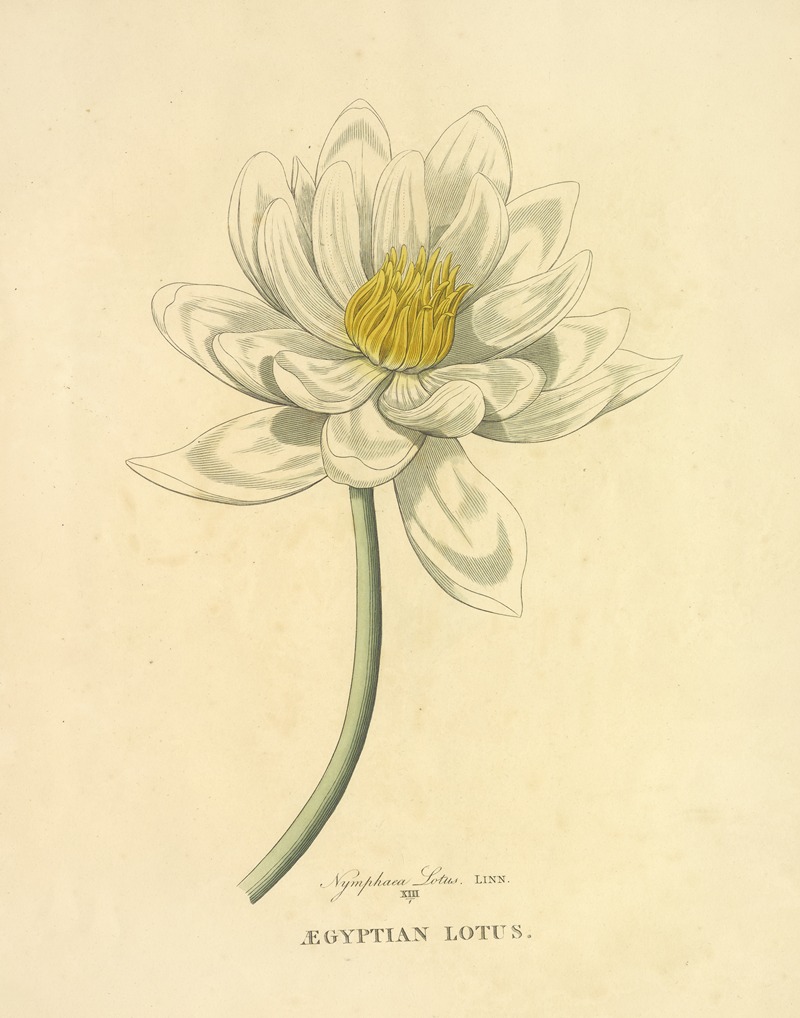 Egyptian Lotus by Richard Duppa, 1813 — digital art print download