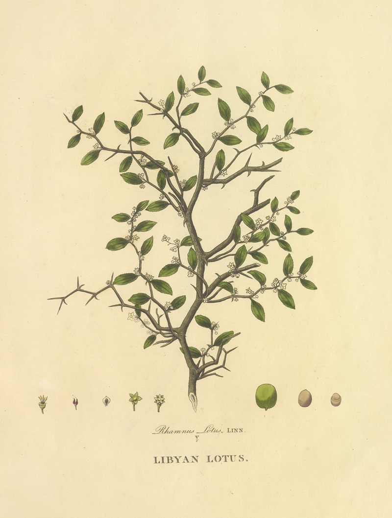 Libyan Lotus by Richard Duppa, 1813 — digital art print download