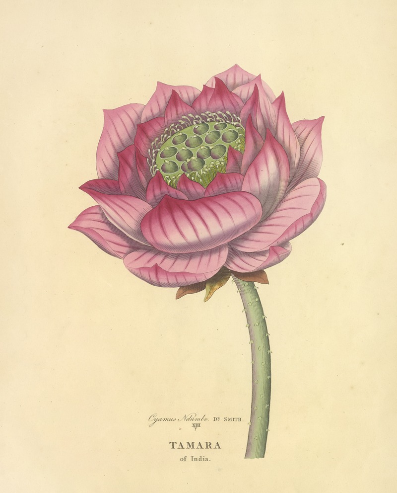 Tamara of India by Richard Duppa, 1813 — digital art print download