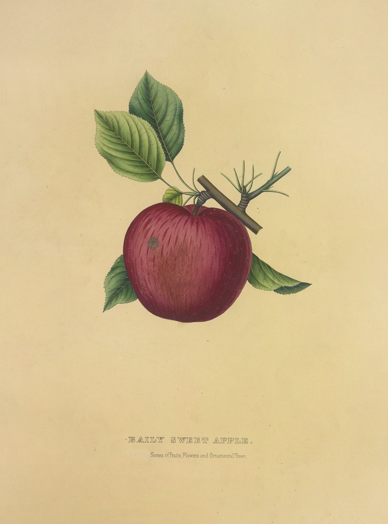 Baily Sweet Apple by Dellon Marcus Dewey, 1872 — digital art print download