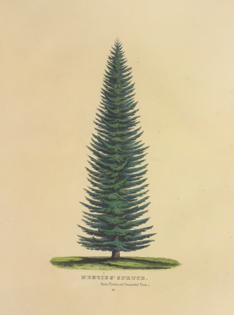 Menzies' Spruce by Dellon Marcus Dewey, 1872 — digital art print download