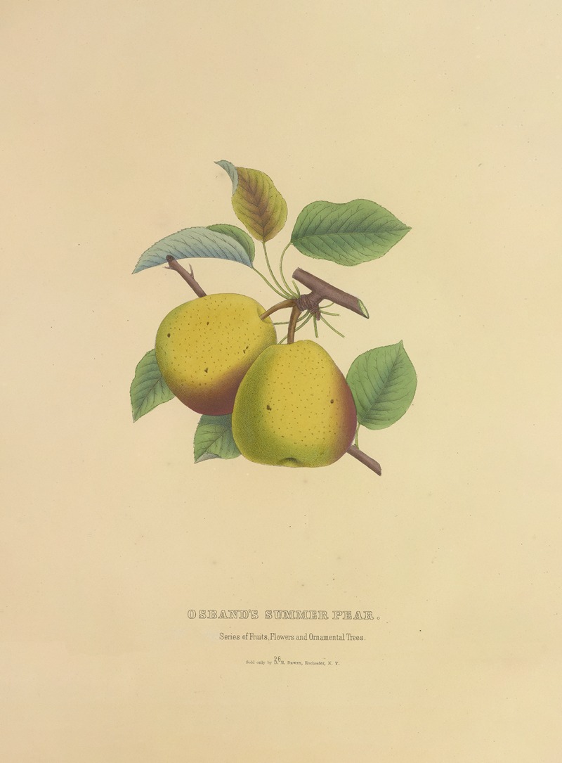 Osband's Summer Pear by Dellon Marcus Dewey, 1872 — digital art print download