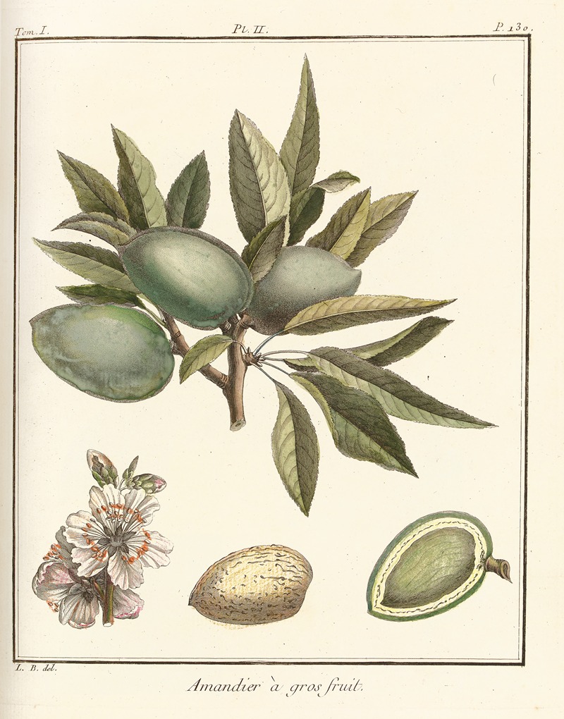 Traité des arbres fruitiers Pl.02 — Henri-Louis Duhamel du Monceau