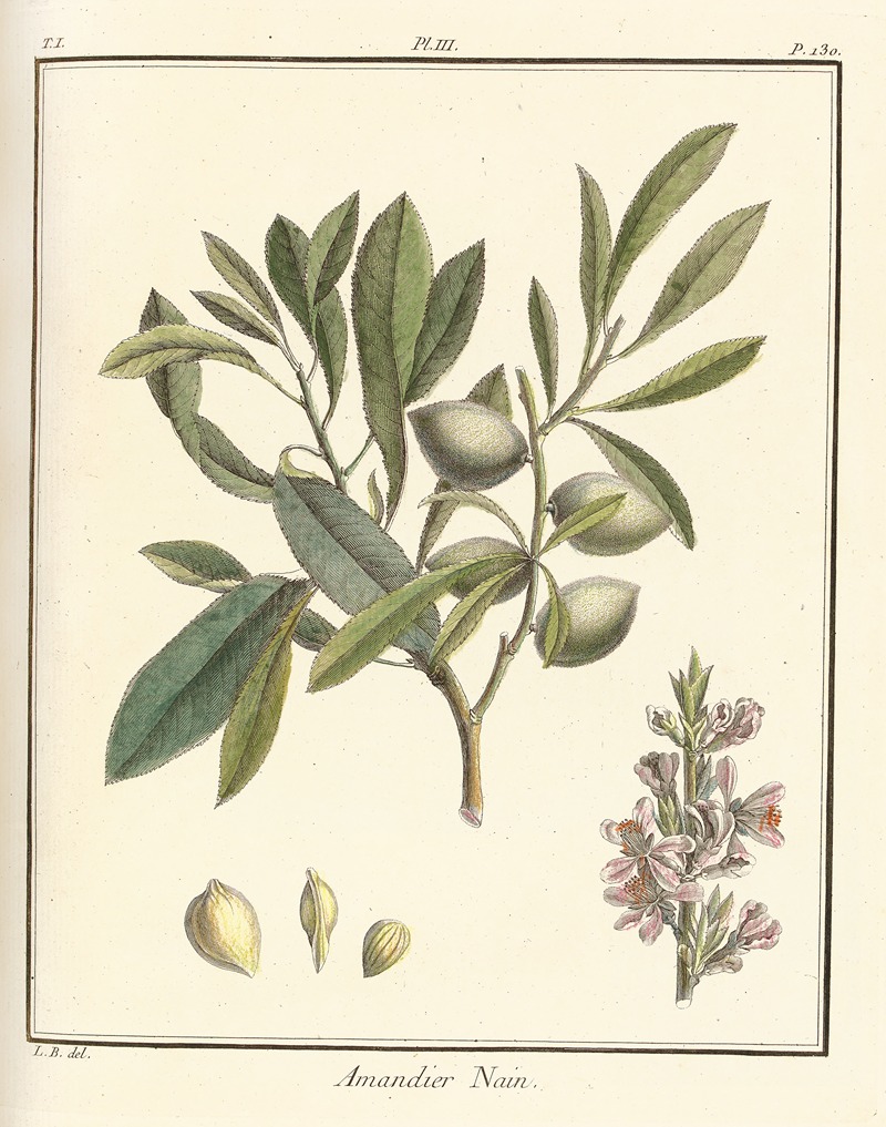 Traité des arbres fruitiers Pl.03 — Henri-Louis Duhamel du Monceau
