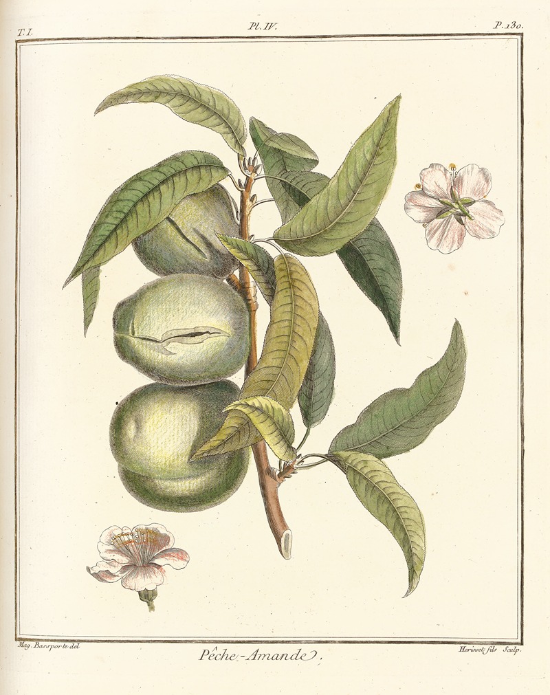 Traité des arbres fruitiers Pl.04 — Henri-Louis Duhamel du Monceau