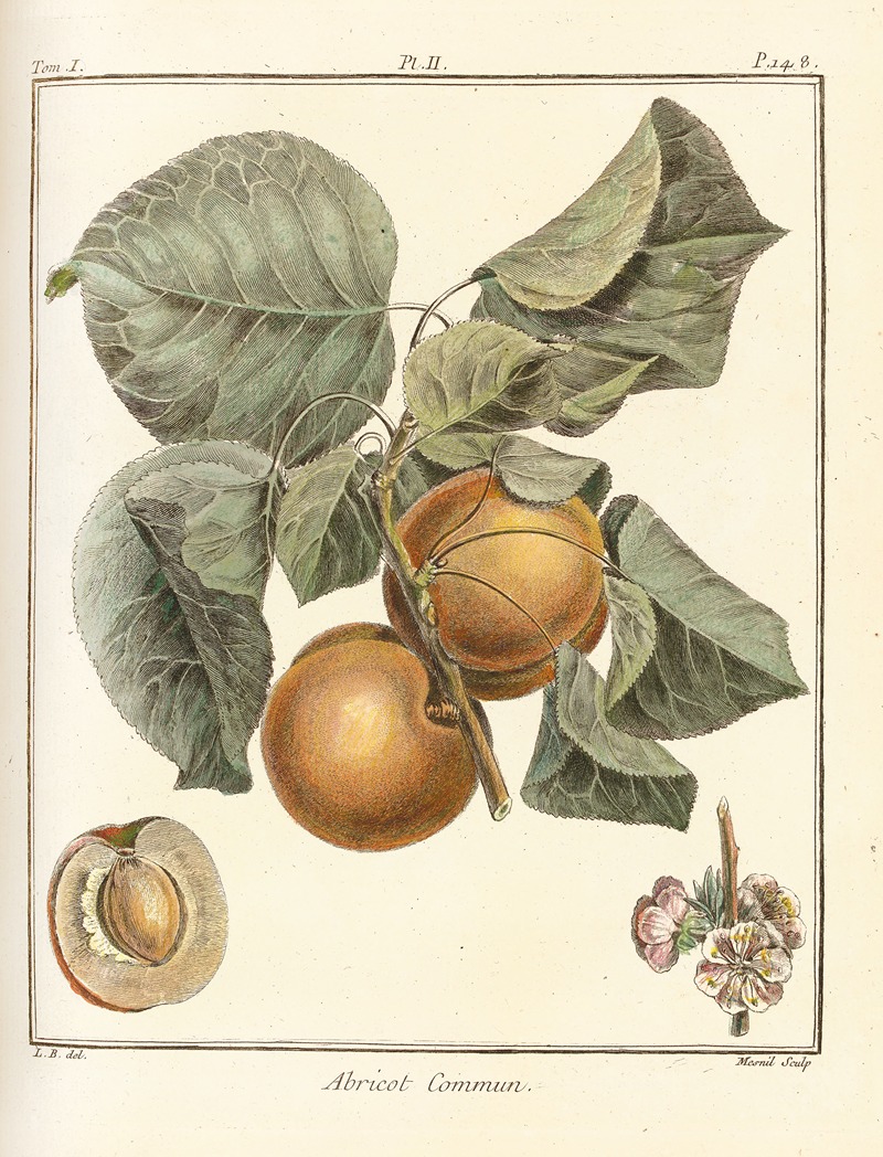 Traité des arbres fruitiers Pl.06 — Henri-Louis Duhamel du Monceau