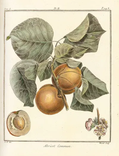 Traité des arbres fruitiers Pl.06 by Henri-Louis Duhamel du Monceau, 1768 — digital art print download