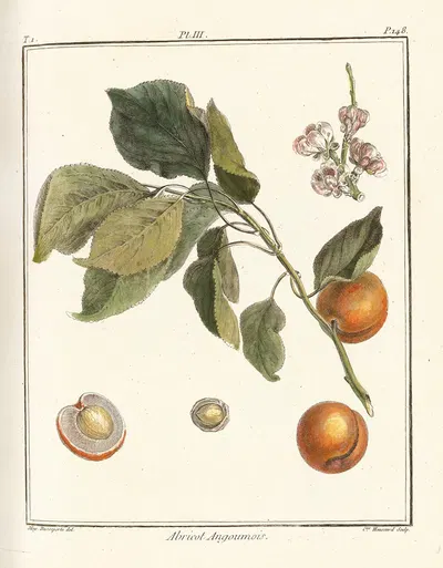 Traité des arbres fruitiers Pl.07 by Henri-Louis Duhamel du Monceau, 1768 — digital art print download