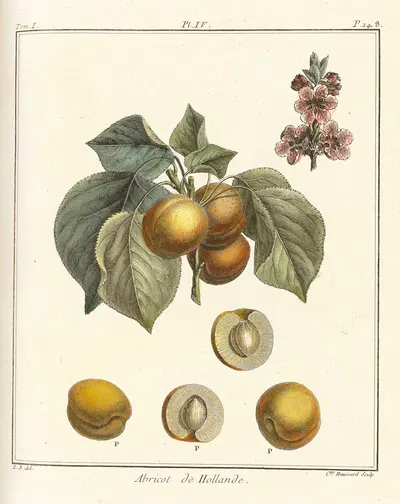 Traité des arbres fruitiers Pl.08 by Henri-Louis Duhamel du Monceau, 1768 — digital art print download