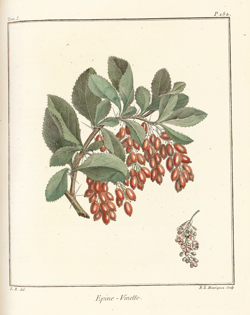Traité des arbres fruitiers Pl.11 — Henri-Louis Duhamel du Monceau