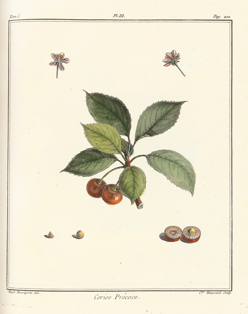 Traité des arbres fruitiers Pl.14 — Henri-Louis Duhamel du Monceau