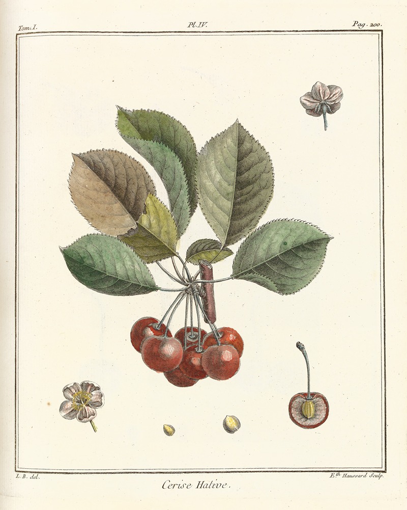 Traité des arbres fruitiers Pl.15 — Henri-Louis Duhamel du Monceau