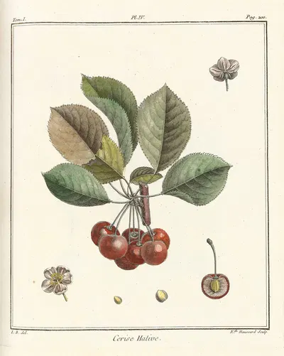 Traité des arbres fruitiers Pl.15 by Henri-Louis Duhamel du Monceau, 1768 — digital art print download