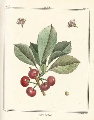 Traité des arbres fruitiers Pl.19 by Henri-Louis Duhamel du Monceau, 1768 — digital art print download