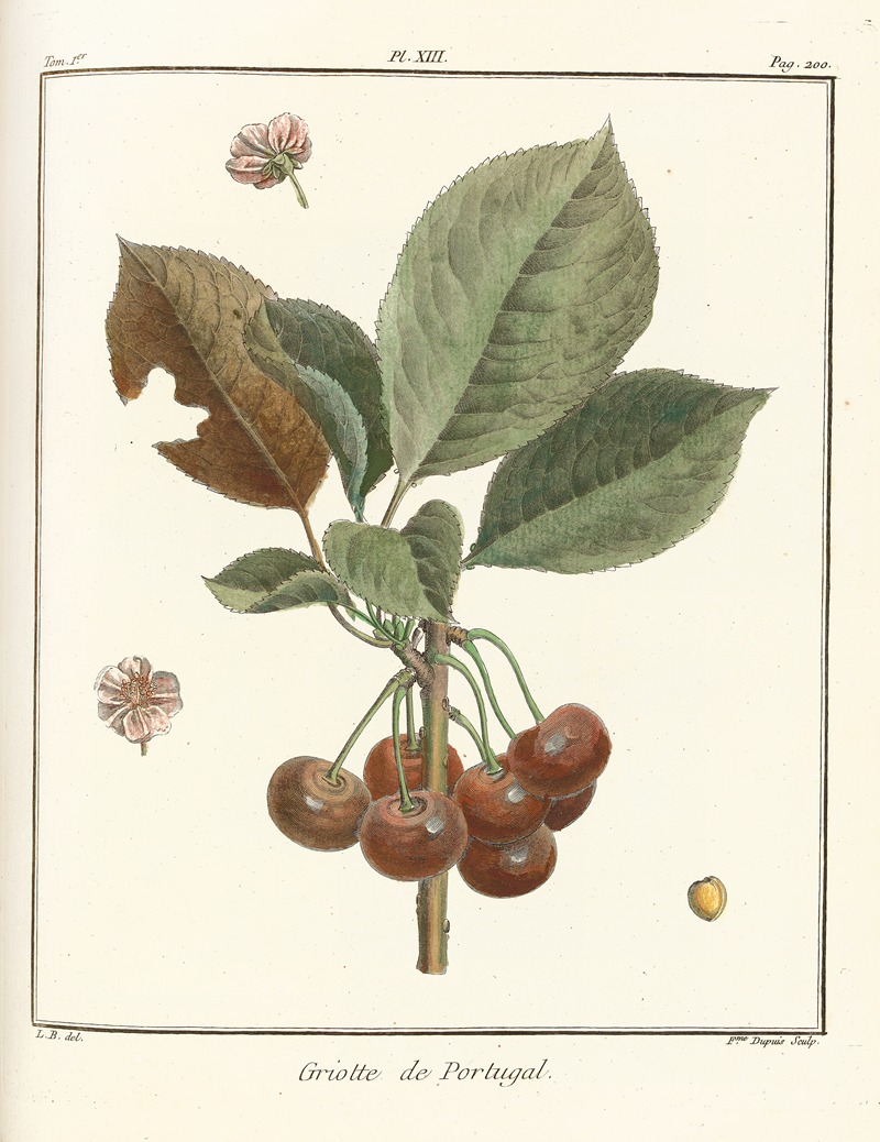 Traité des arbres fruitiers Pl.24 — Henri-Louis Duhamel du Monceau