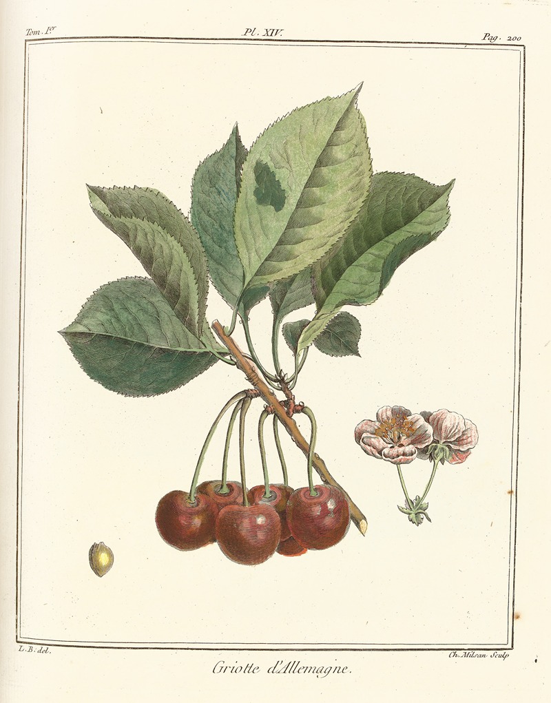 Traité des arbres fruitiers Pl.25 — Henri-Louis Duhamel du Monceau