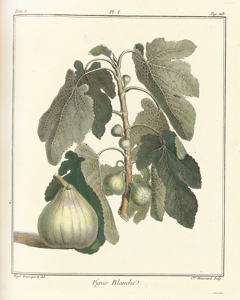 Traité des arbres fruitiers Pl.29 — Henri-Louis Duhamel du Monceau