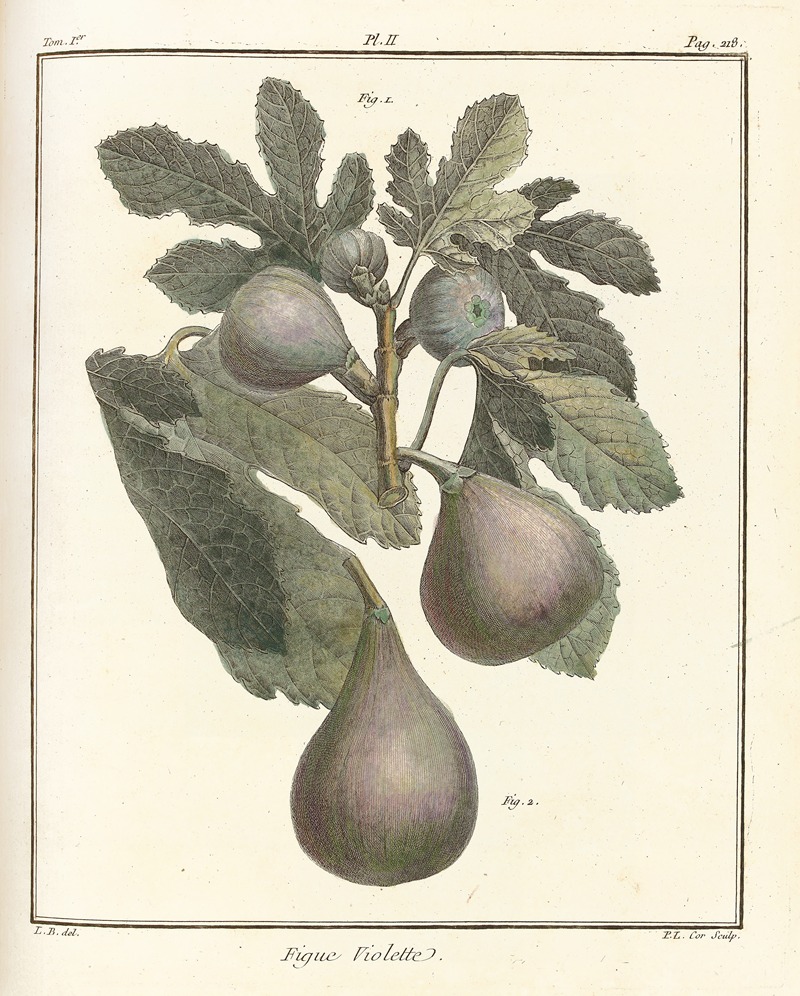 Traité des arbres fruitiers Pl.30 — Henri-Louis Duhamel du Monceau