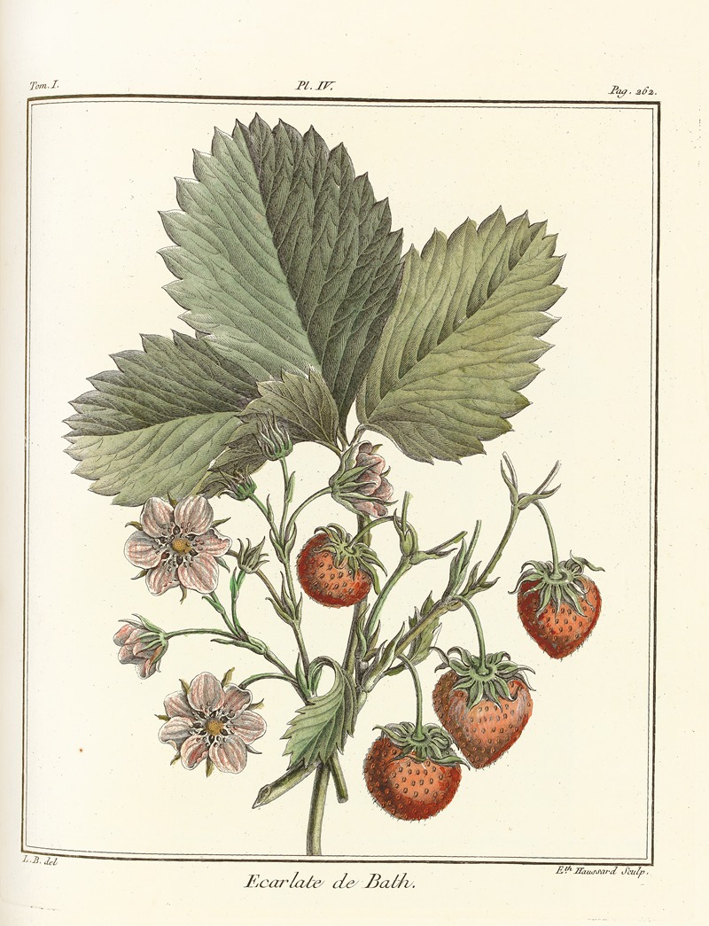 Traité des arbres fruitiers Pl.34 — Henri-Louis Duhamel du Monceau