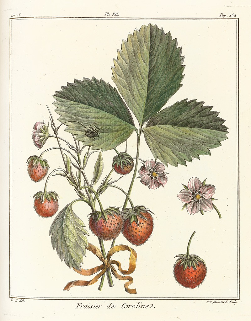 Traité des arbres fruitiers Pl.37 — Henri-Louis Duhamel du Monceau