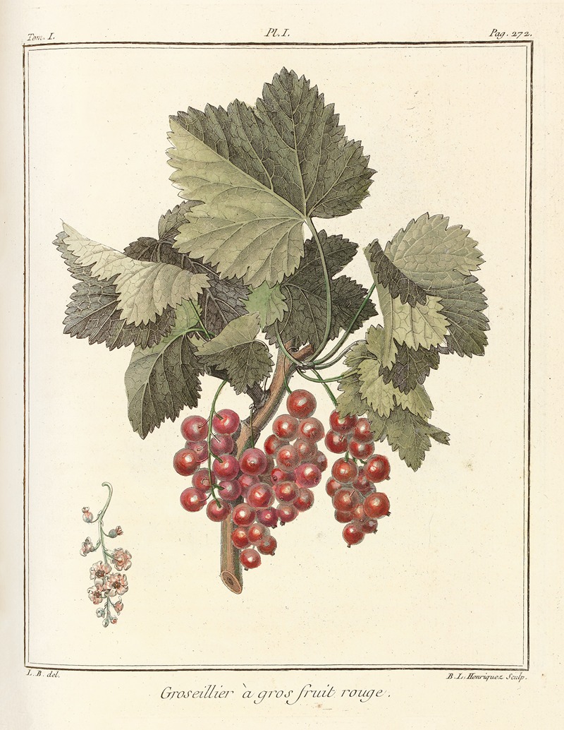 Traité des arbres fruitiers Pl.40 — Henri-Louis Duhamel du Monceau