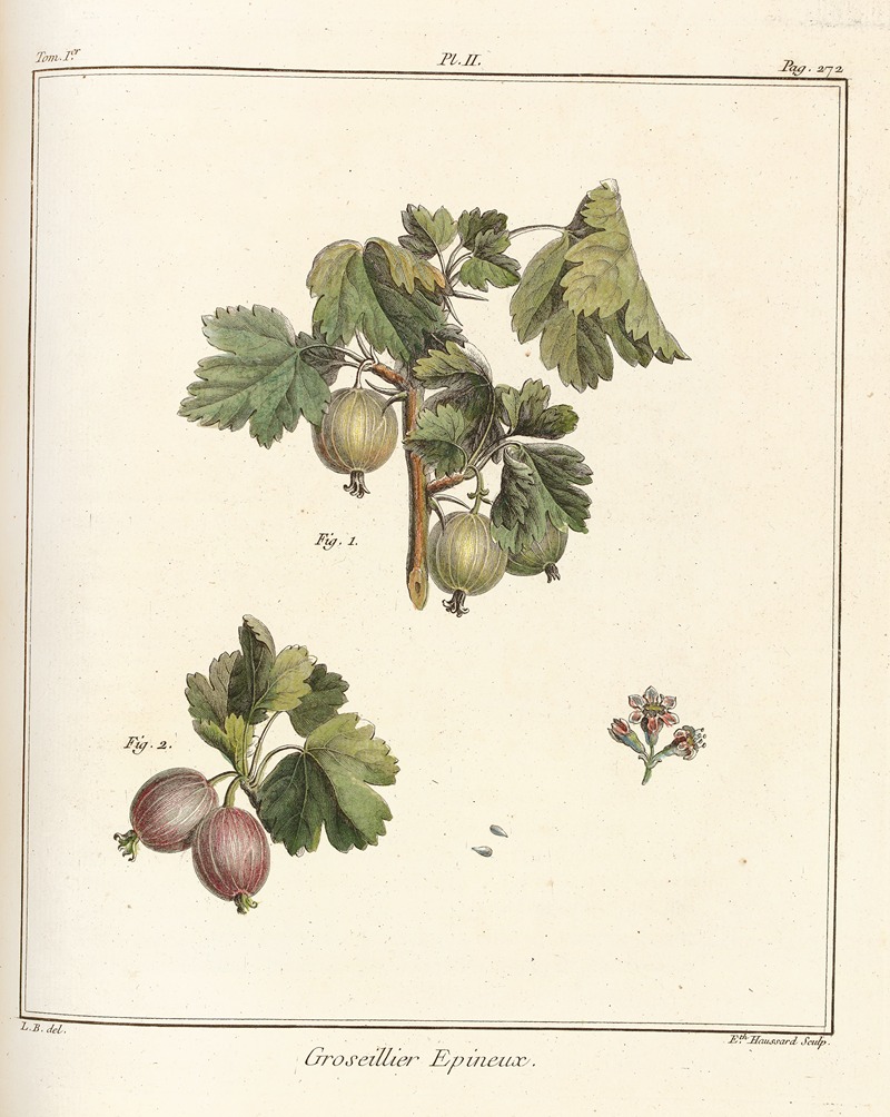 Traité des arbres fruitiers Pl.41 — Henri-Louis Duhamel du Monceau