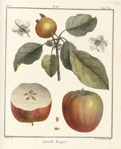 Traité des arbres fruitiers Pl.44 by Henri-Louis Duhamel du Monceau, 1768 — digital art print download