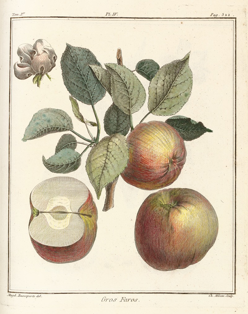 Traité des arbres fruitiers Pl.45 — Henri-Louis Duhamel du Monceau