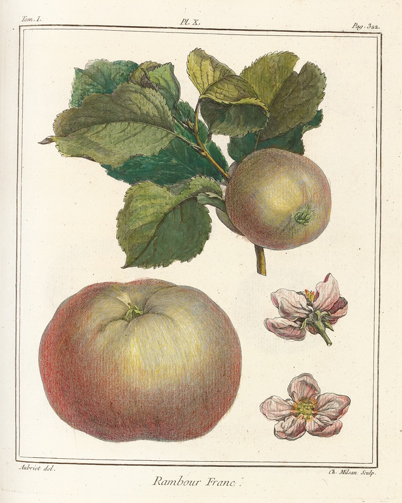 Traité des arbres fruitiers Pl.51 — Henri-Louis Duhamel du Monceau