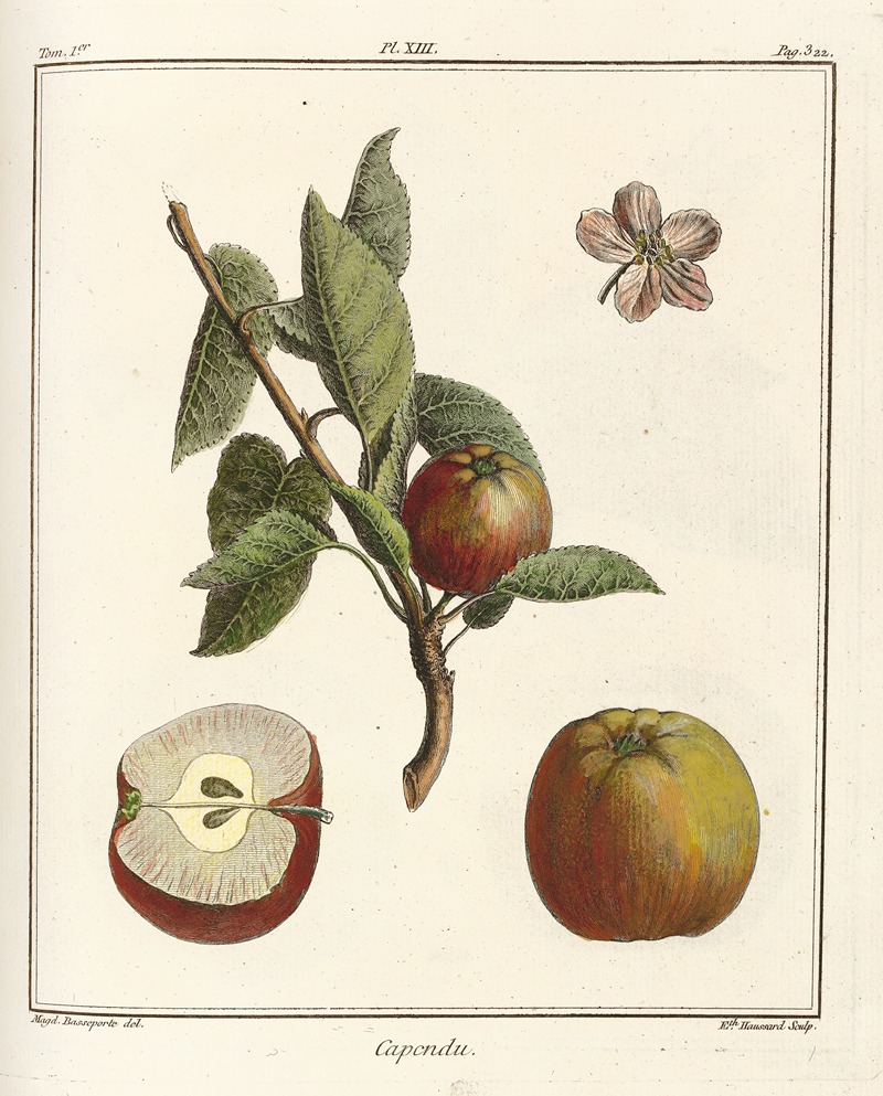 Traité des arbres fruitiers Pl.54 — Henri-Louis Duhamel du Monceau