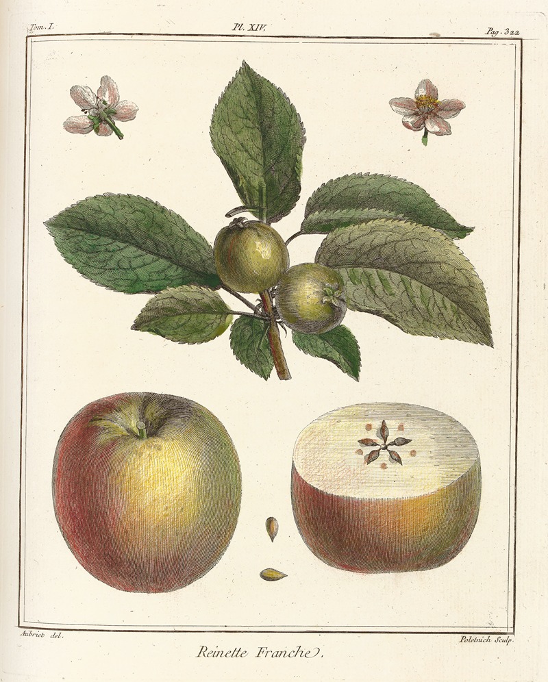 Traité des arbres fruitiers Pl.55 — Henri-Louis Duhamel du Monceau