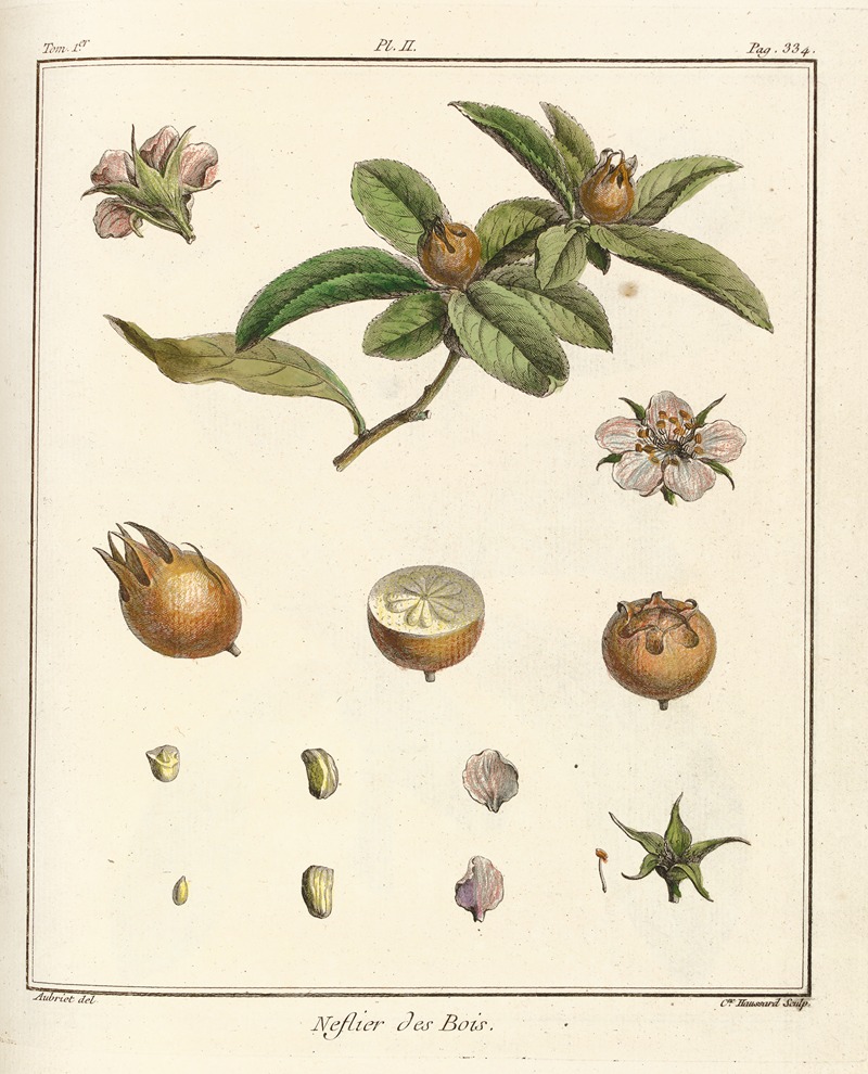 Traité des arbres fruitiers Pl.57 — Henri-Louis Duhamel du Monceau