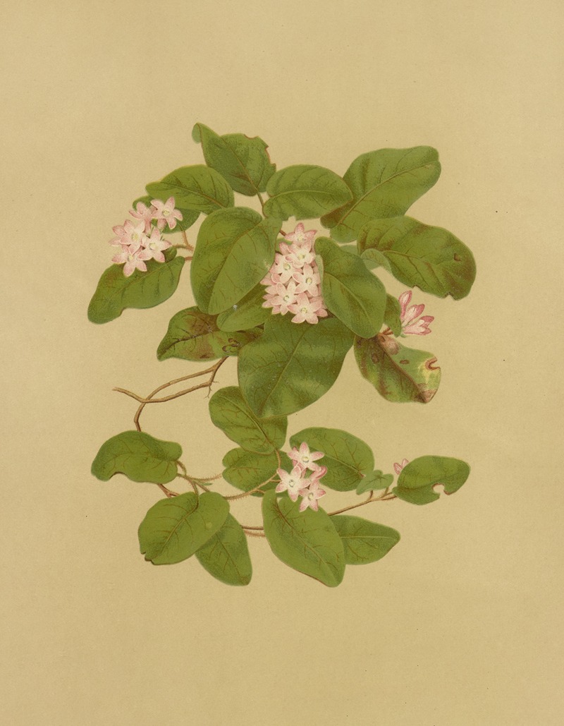 May-Flower (Trailing Arbutus) by Isaac Sprague, 1887 — digital art print download