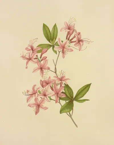 Purple Azalea by Isaac Sprague, 1887 — digital art print download