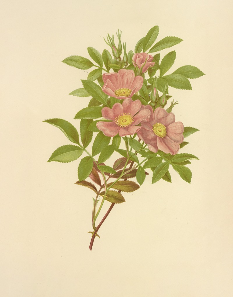 Swamp Rose by Isaac Sprague, 1887 — digital art print download