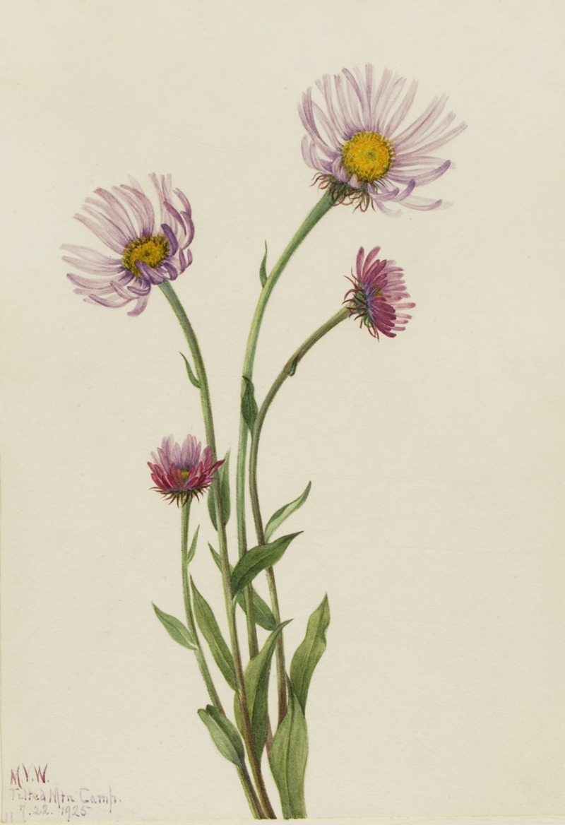 Alaska Fleabane (Erigeron salsuginosus) by Мэри Вокс Уолкотт, 1925 — digital art print download