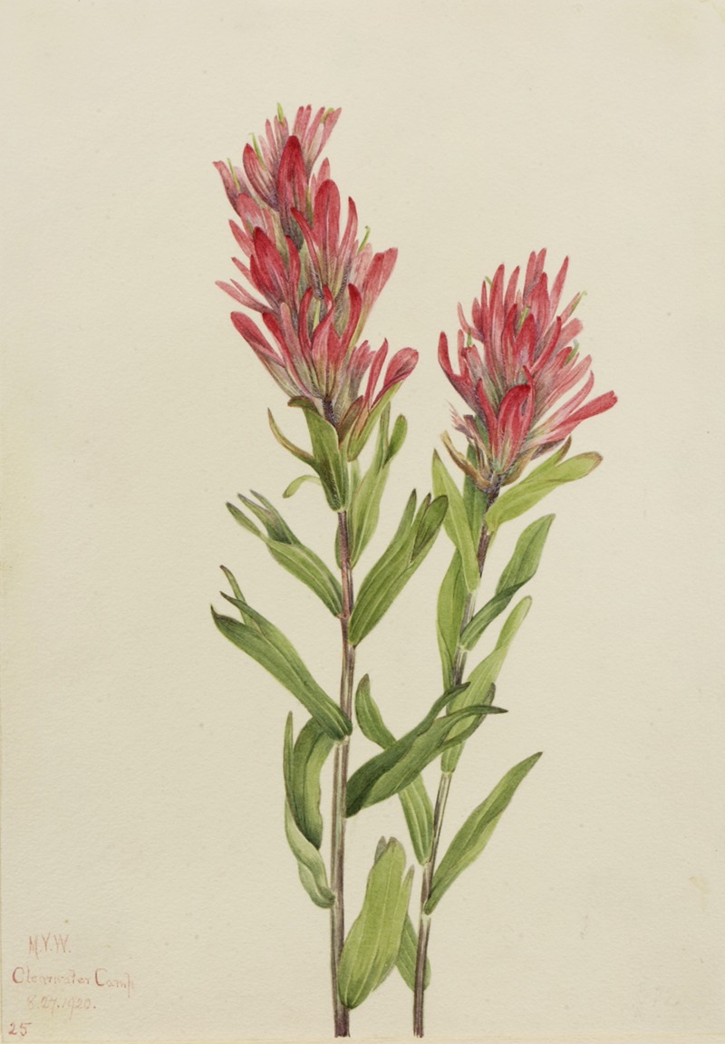 Alberta Paintbrush (Catilleja miniata) by Mary Vaux Walcott, 1920 — digital art print download