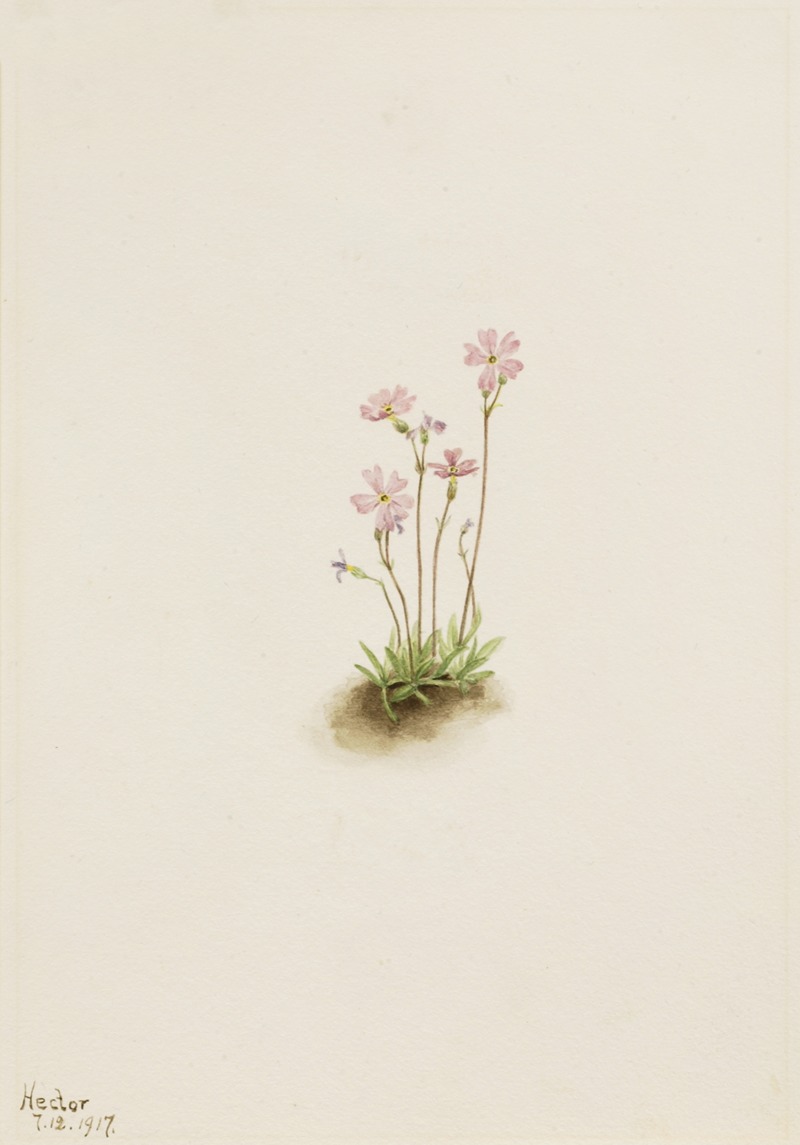 Alberta Primrose (Primula maccalliana) by Мэри Вокс Уолкотт, 1917 — digital art print download