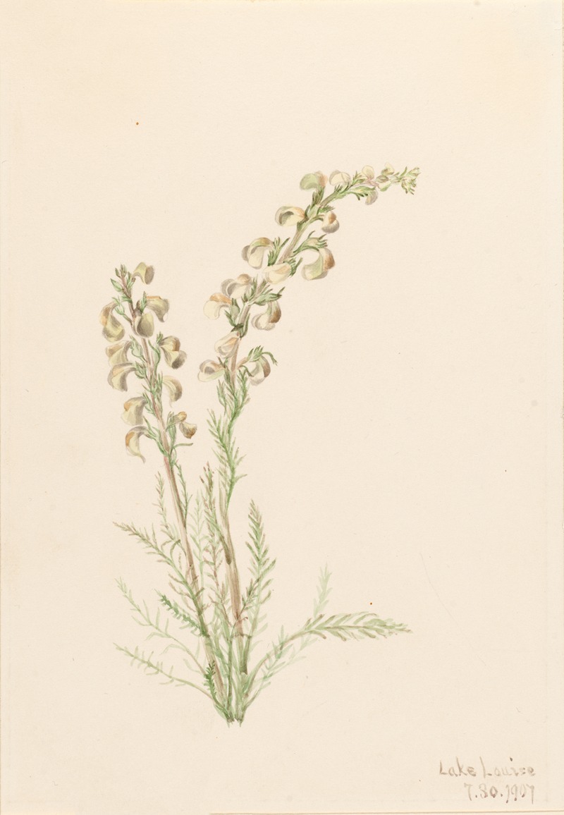 Alpine Fernlife (Pedicularis contorta) — Mary Vaux Walcott