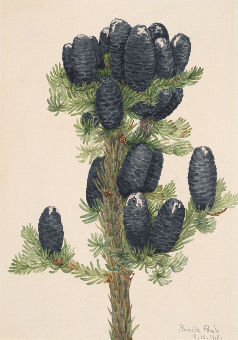 Alpine Fir (Abies lasiocarpa) — Mary Vaux Walcott