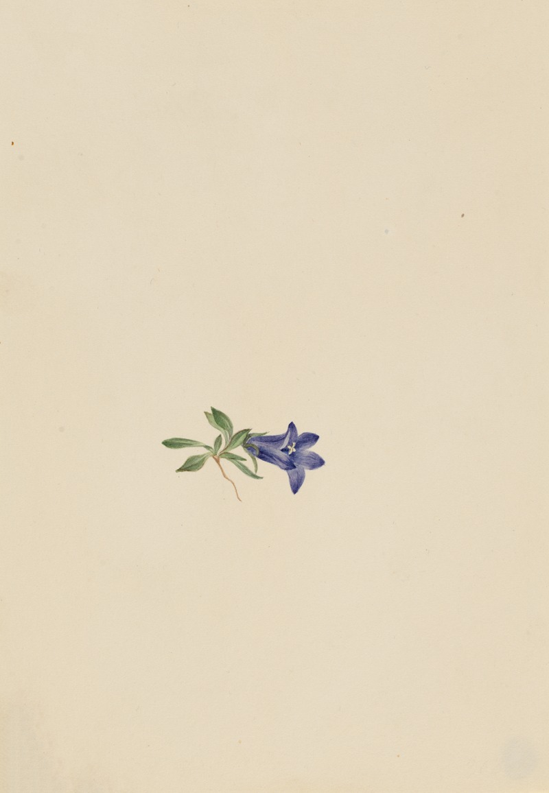 Alpine Harebell by Мэри Вокс Уолкотт — digital art print download