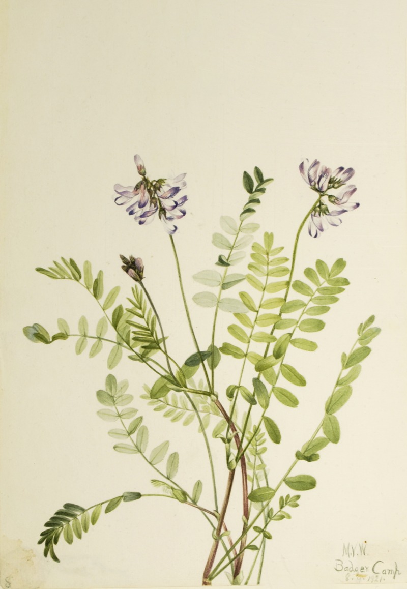 Alpine Milkvetch (Astragalus alpinus) — Mary Vaux Walcott