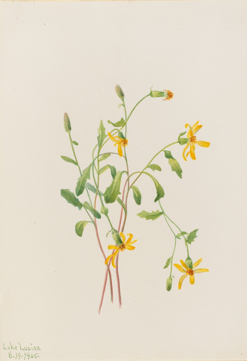 Alpine Ragwort (Senecio species) by Мэри Вокс Уолкотт, 1905 — digital art print download