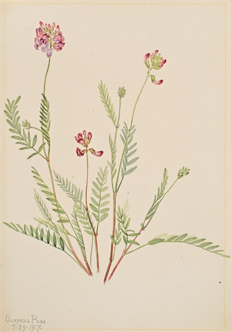 Alpine Vetch (Astragalus bourgovii) by Мэри Вокс Уолкотт, 1917 — digital art print download
