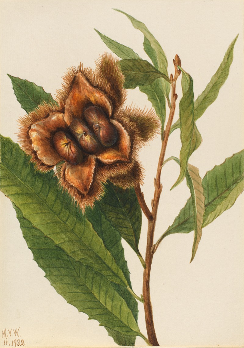 American Chestnut (Castanea dentata) by Мэри Вокс Уолкотт, 1932 — digital art print download