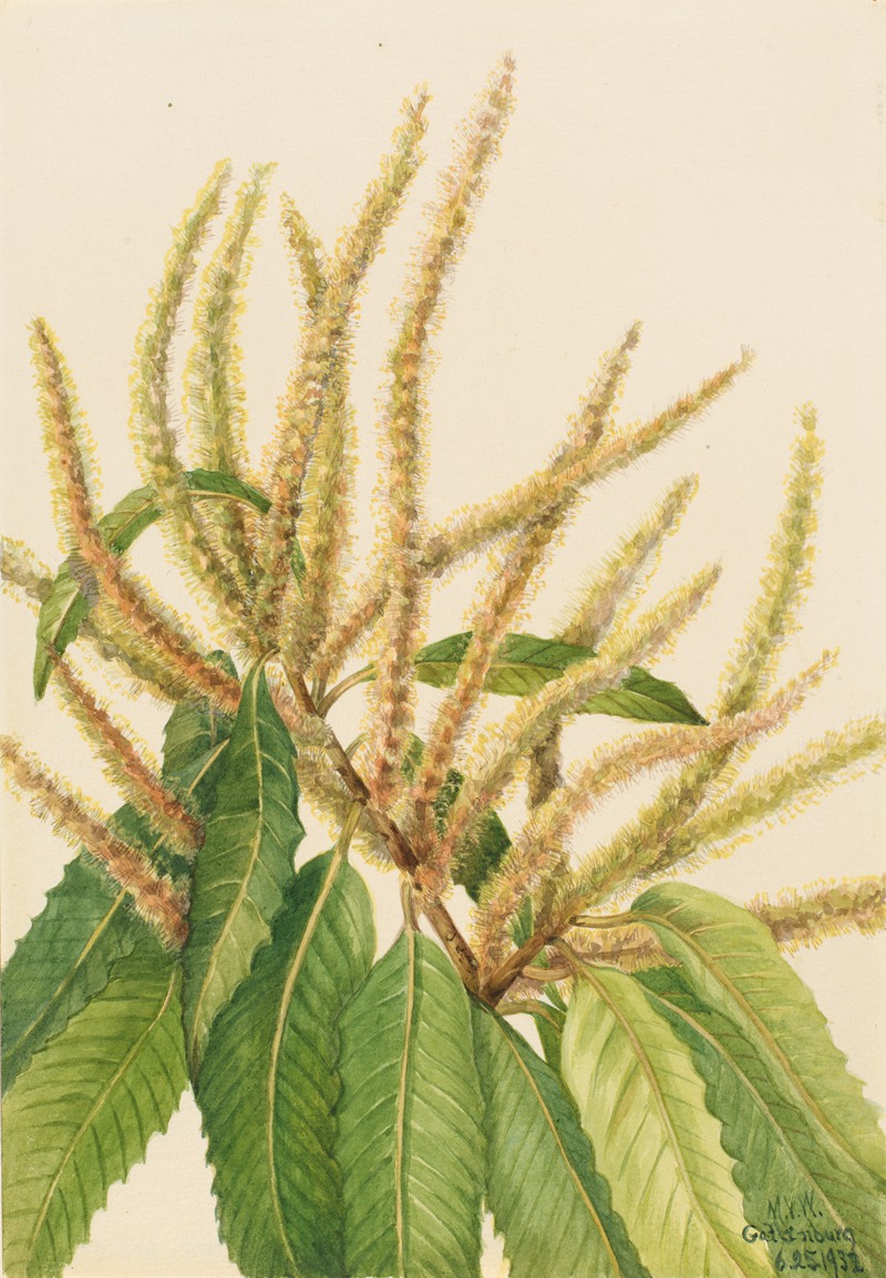 American Chestnut (Castanea dentata) by Мэри Вокс Уолкотт, 1932 — digital art print download